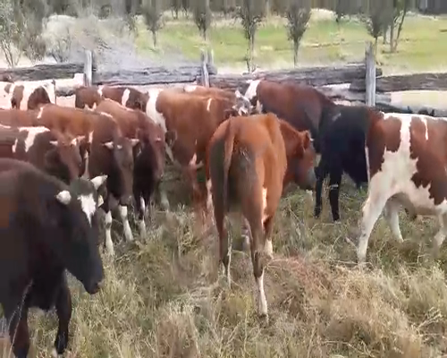 Lote 80 Novillo Engorda en Coyhaique, XI Región Aysén