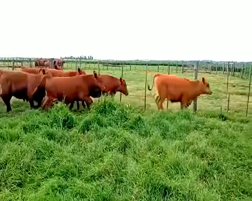 Lote 50 Terneros/as en Viamonte, Córdoba