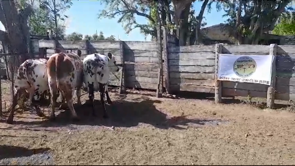 Lote VACAS PI EN PRODUCCION