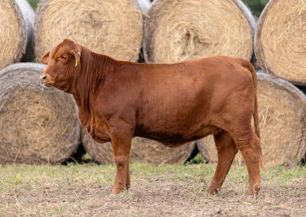 Lote LOTE 41