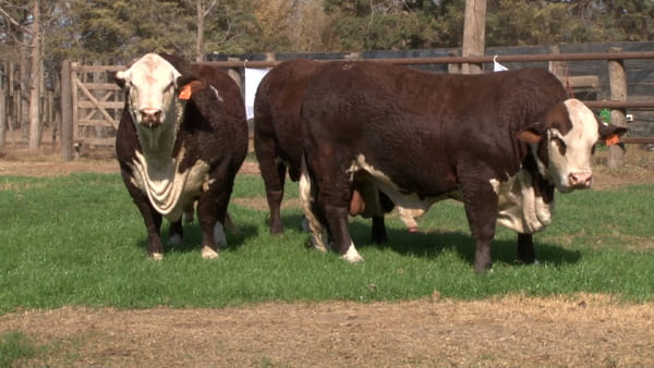 Lote TOROS BRAFORD CABAÑA LOS ALGARROBOS