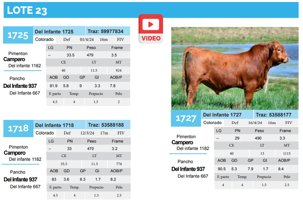 Lote Lote 23
