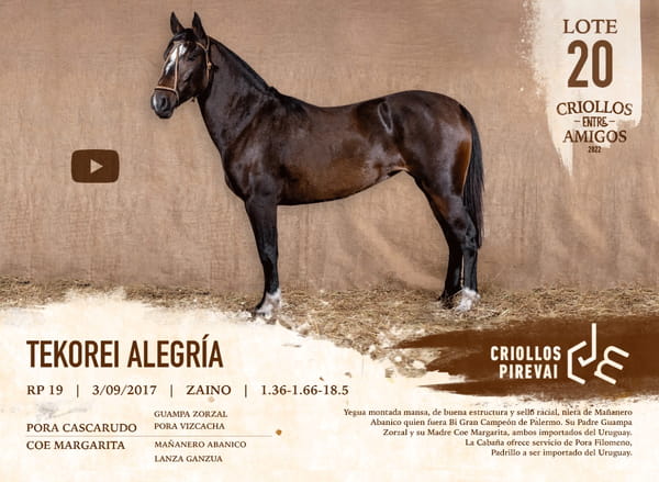 Lote TEKOREI ALEGRIA RP 19