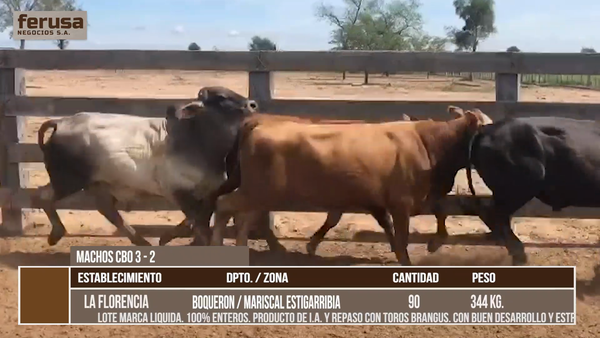 Lote LOTE 8