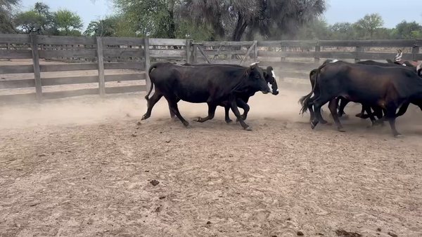 Lote 70 Vacas de invernar en Juan José Castelli, Chaco