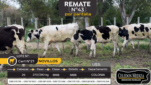 Lote 25 Novillos en Estanzuela, Colonia