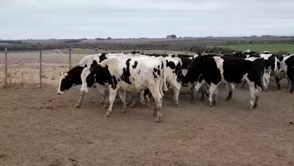 Lote (Vendido)20 Novillos Holando HO 375kg -  en PALO SOLO