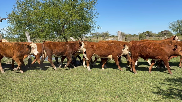 Lote 37 Terneros/as