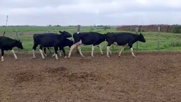 Lote 18 Terneros en Santa Fe, Tacural