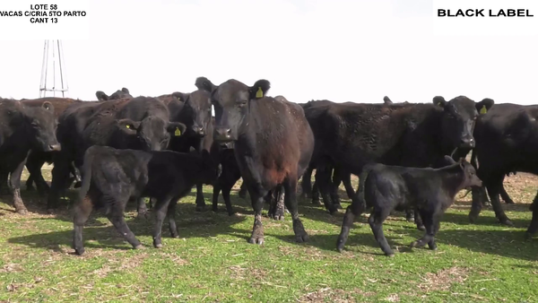 Lote VACAS CON CRIA BLACK LABEL
