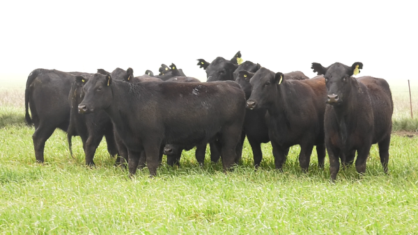 Lote VACAS  ANGUS NEGRAS P. CONTROLADAS C/ GTIA DE PREÑEZ