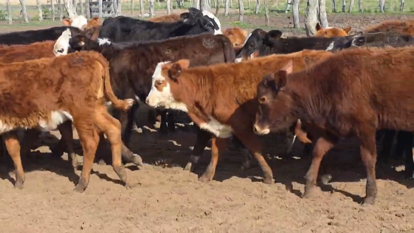 Lote 120 Terneros/as en Corrientes, Goya