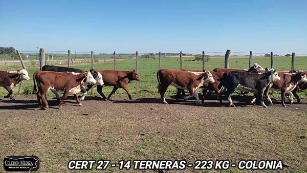 Lote 14 Terneras en Colonia