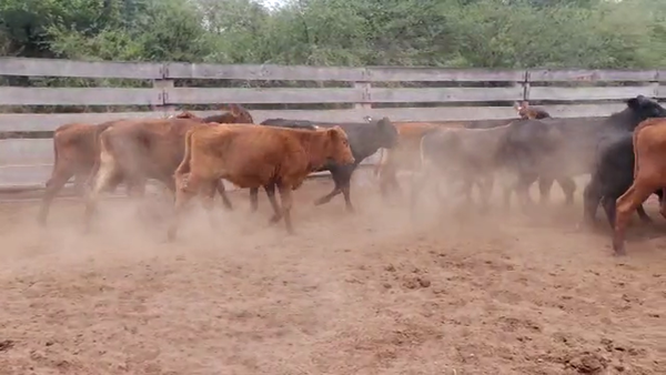 Lote 217 Terneros/as en Monte Quemado, Santiago del Estero