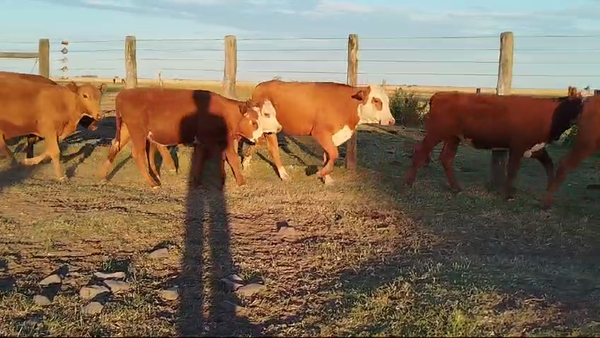Lote 51 Terneros/as en Corrientes, Curuzú-Cuatiá