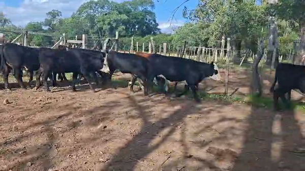 Lote TERNERAS