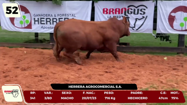 Lote LOTE 52 - CAMPO