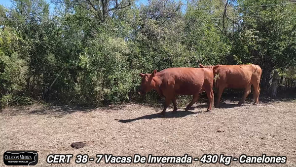 Lote 7 Vacas de Invernada en Canelones