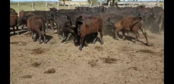 Lote 77 Terneros/as en Villaguay, Entre Ríos