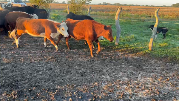 Lote 60 Novillitos en Maciá, Entre Ríos