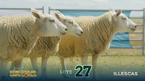 Lote LOTE 27
