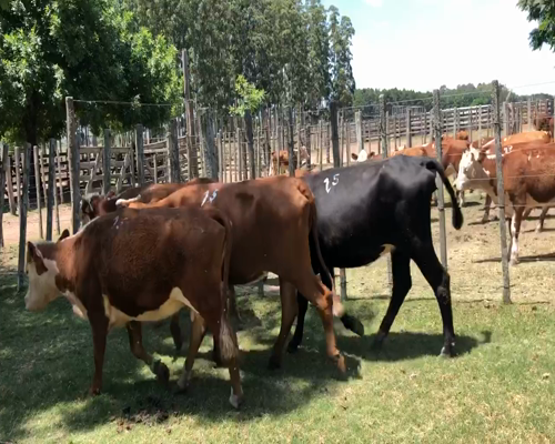 Lote 7 Vacas de Invernada en Cerro Largo, Cerro Largo