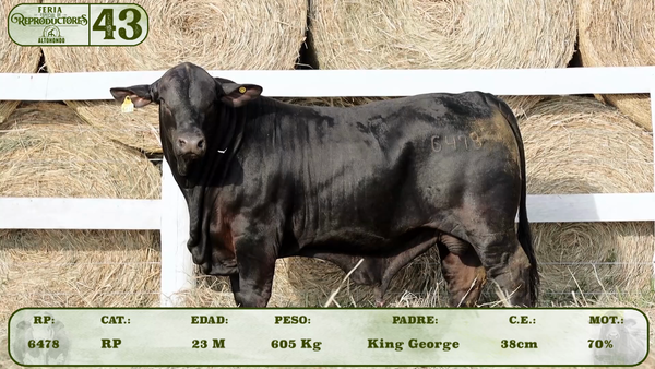 Lote LOTE 43