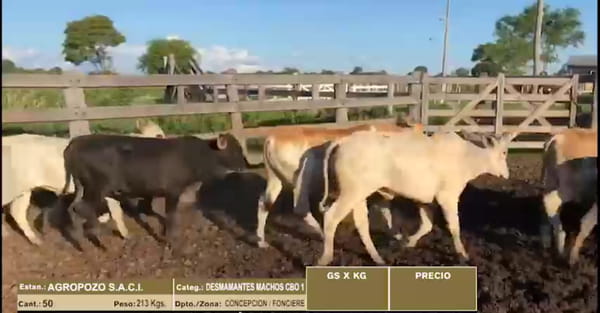 Lote LOTE 12 - 50 DESMAMANTES MACHOS CBO 1