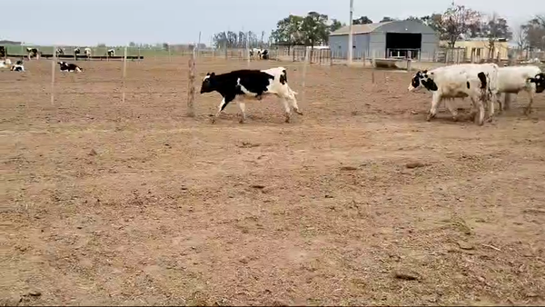Lote 31 Novillitos Holando Argentino  en Porteña, Córdoba