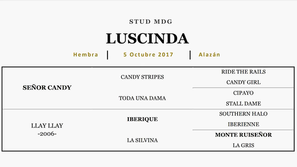 Lote LUSCINDA (SEÑOR CANDY - LLAY LLAY)