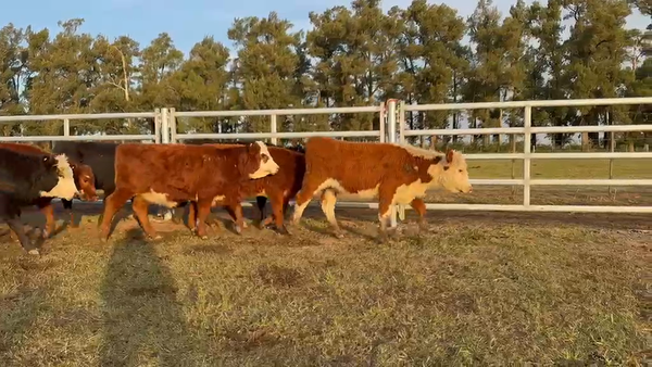 Lote 54 Terneras