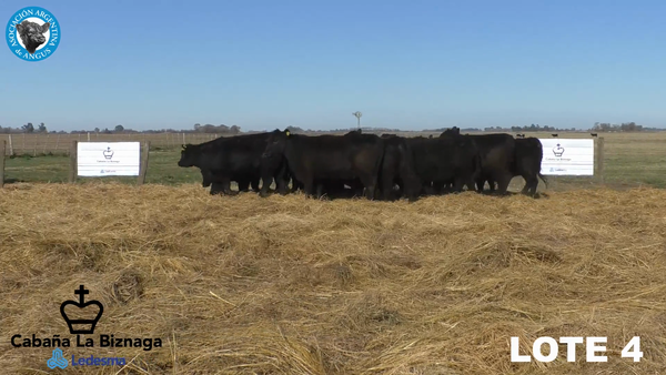 Lote 15 VAQUILLONAS ANGUS MAS