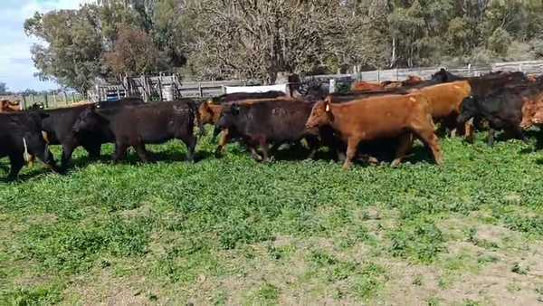 Lote 43 Vaquillonas