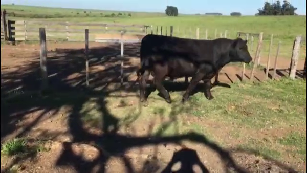 Lote TOROS ABERDEEN ANGUS