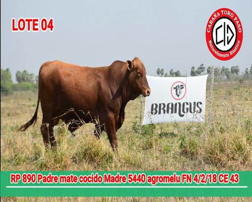 Lote CABAÑA "TORO PASO" 890