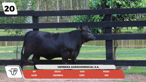 Lote LOTE 20- JUNIOR