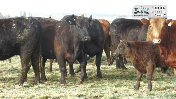 Lote VACAS PC DE 2 PARICION CON CRIA AL PIE
