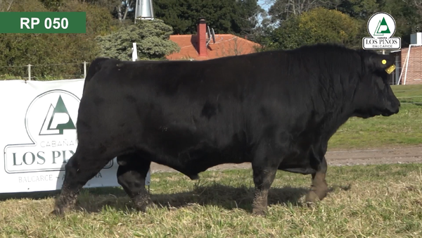 Lote 3 Toros ANGUS en Balcarce