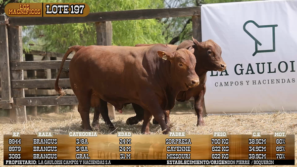 Lote LOTE 197 - VIVO