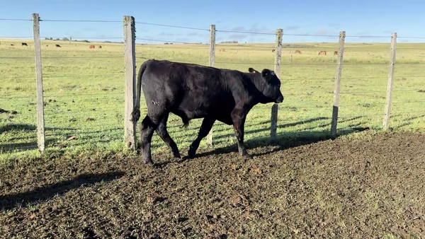Lote TERNEROS Y TERNERAS