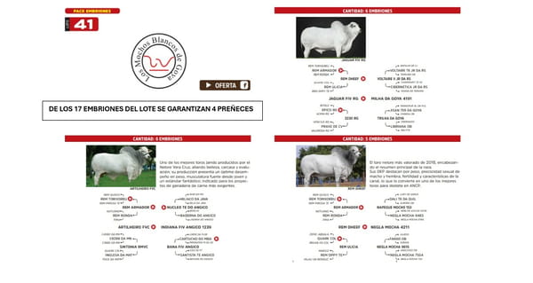 Lote LOTE 41