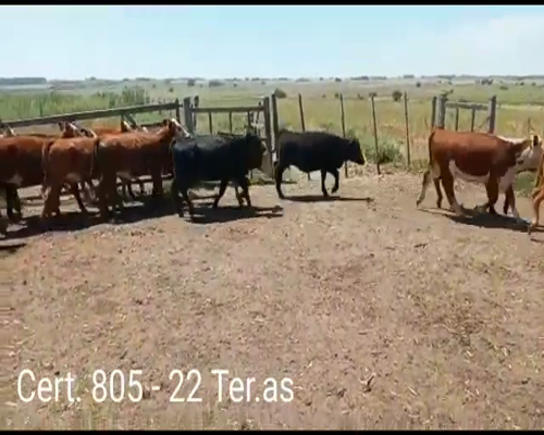 Lote TERNERAS
