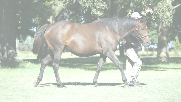 Lote ODISEAS (DYNAMIX -  OPIUM STAR)  preñez de  IVAR