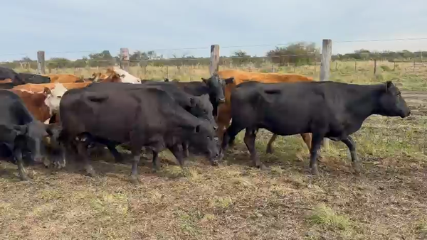 Lote 68 Vacas de invernar