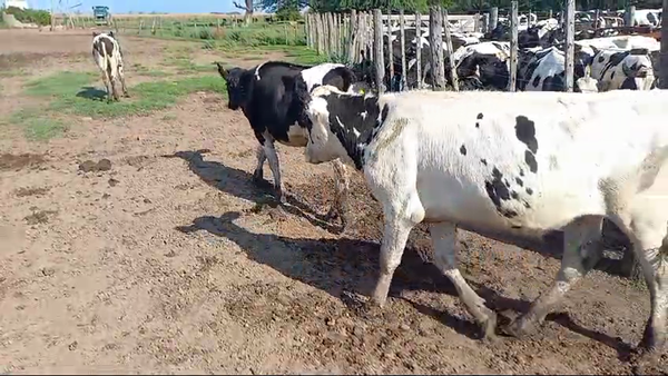 Lote 65 NOVILLITOS HOLANDO ARGENTIN EN COL. SAN PEDRO, CÓRDOBA