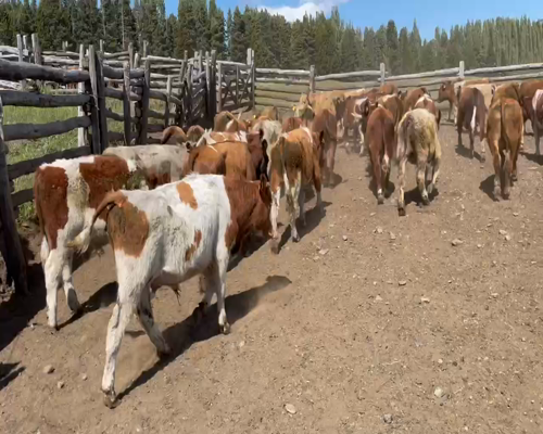 Lote 50 Novillo Engorda en Coyhaique, XI Región Aysén