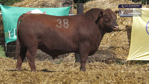 38 40796C — TOROS ANGUS PURO CONTROLADO