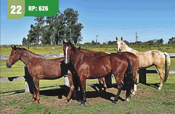 Lote GUITARRERO CUARTEADOR