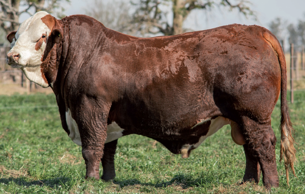 Lote Toro Braford -  Los Charabones