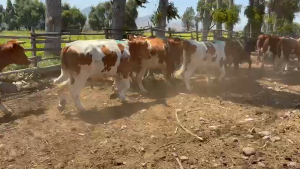 Lote 25 Novillo Engorda en Talagante, Región Metropolitana